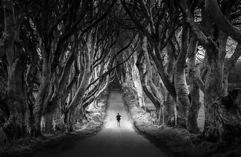 HD wallpaper: Dark Hedges, Avenue of Beech Trees, Northern..., Black ...