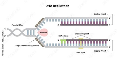 DNA replication diagram, leading and lagging strands, molecular biology ...