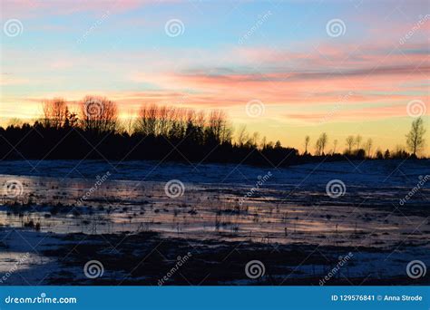 Christmas Tree on Winter Around Sunset Time. Stock Image - Image of colors, frost: 129576841