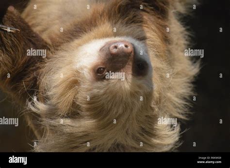 Sloth hanging on a branch Stock Photo - Alamy