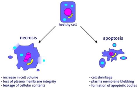 What is the difference between necrosis and apoptosis? | Proteintech Group