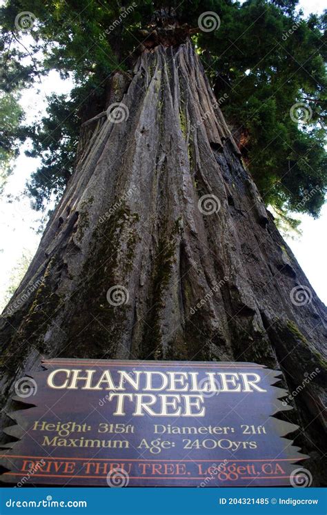 Chandelier Tree stock image. Image of redwoods, homes - 204321485