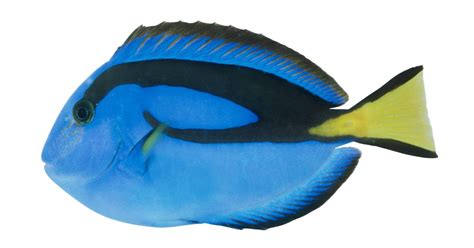 Blue Tang Fish Adaptations - Unique Fish Photo