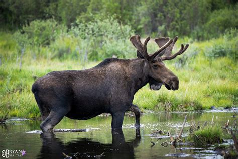 Colorado Rocky Mountain Wildlife Photography-Bryan Maltais