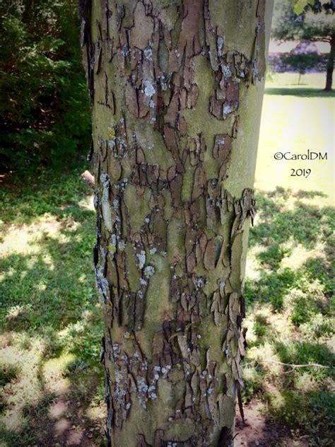 The Amazing Sycamore Bark - Virily