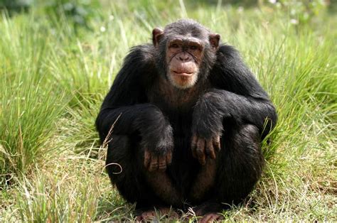 The US Government Is Officially Retiring Its Chimpanzee Research - True Activist