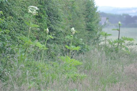 Giant hogweed warning issued in Kent during summer holidays