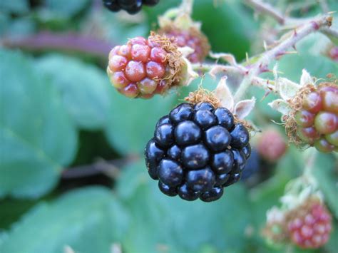 blackberry bush Free Photo Download | FreeImages