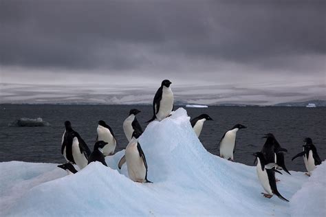 List of birds of Antarctica - Wikipedia