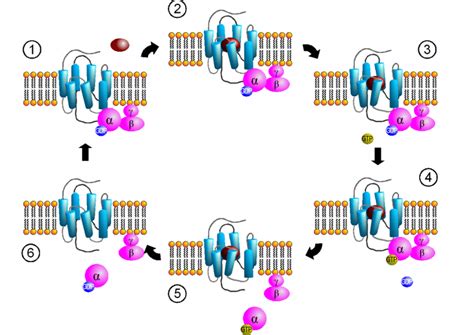 G-Proteins (GPCRs) - Structure - Function - TeachMePhysiology