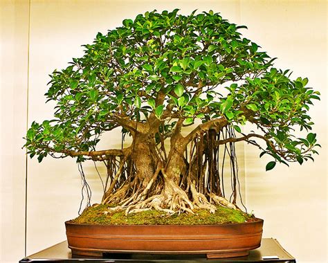 15 Indian Banyan Tree Bonsai Ornamental Houseplant Seeds Fresh Seed ...