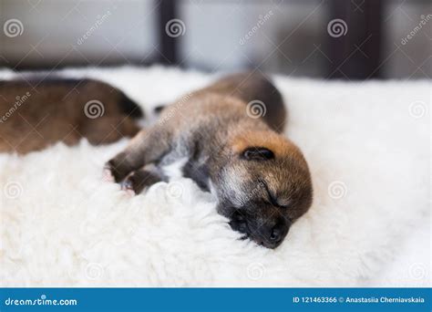 Close-up Portrait of Beatiful Shiba Inu Puppy Sleeping on the Blanket ...