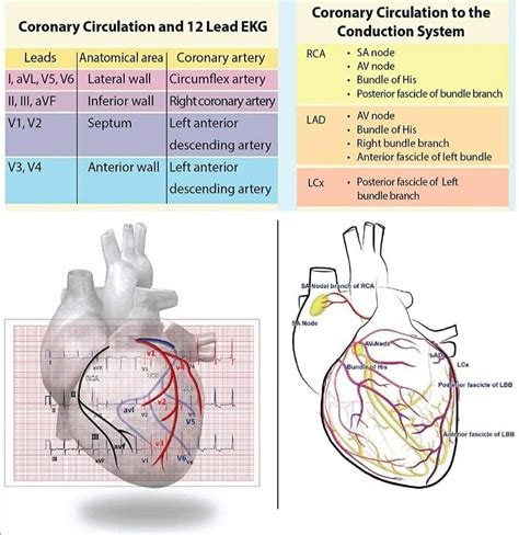 Cath Lab Nursing, Nursing Study, Nursing Notes, Cardiology Nursing, Cardiac Nursing, Cardiac ...