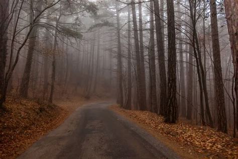 Foggy forest road autumn - Stock Image - Everypixel