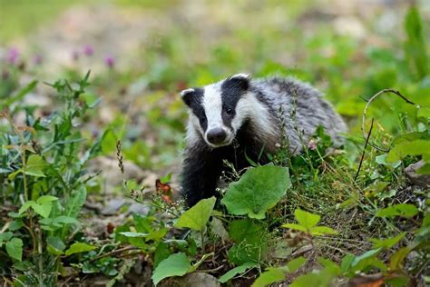 Badger Habitat | Assorted Animals