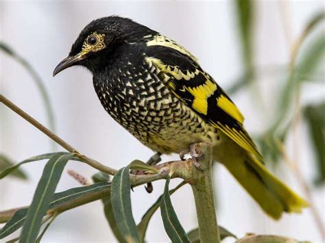 Clearing halted amid fears for highly endangered bird | Shepparton News