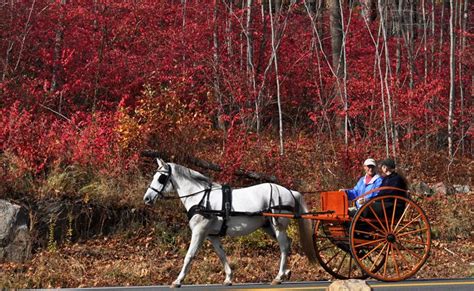 Autumn Horse & Buggy Ride - NatureBabe Photos - Photography, Animals, Birds, & Fish, Horses - ArtPal