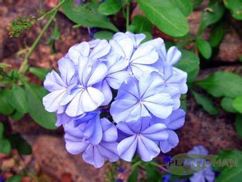 Plumbago auriculata, hardy evergreen shrub to 3.5m high/wide. Accepts ...