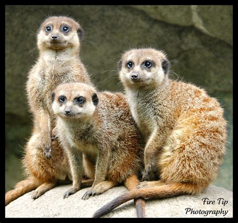 The Meerkat Family Portrait | Taken at the Kansas City Zoo, … | Flickr