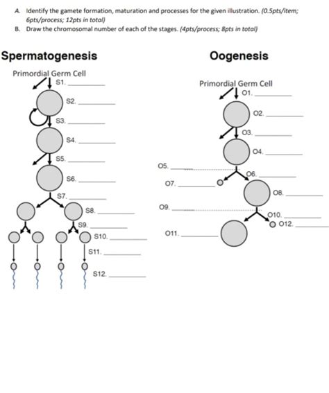 Solved A. Identify the gamete formation, maturation and | Chegg.com