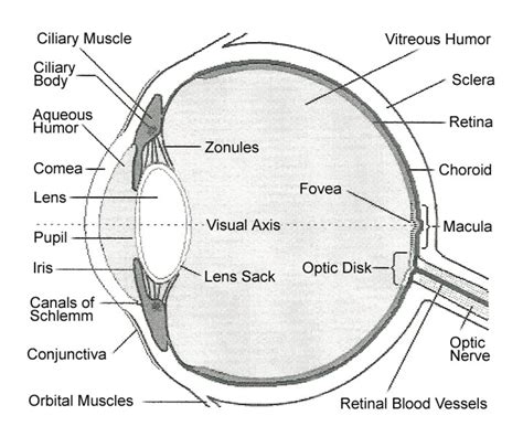 Internal Parts and Functions of the Eye - HubPages