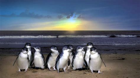 Fitbits for Phillip Island penguins | KidsNews