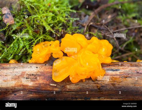 Witches' butter mushroom Stock Photo - Alamy