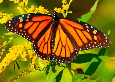 Monarch Butterfly on Blossom - 3D Postcard - Greeting Card: ViewMaster, 3D Glasses, 3D Stereo ...