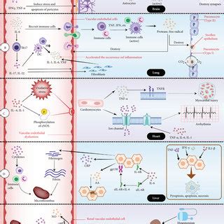 The mechanism of organ damage in cytokine release syndrome. (a) The ...