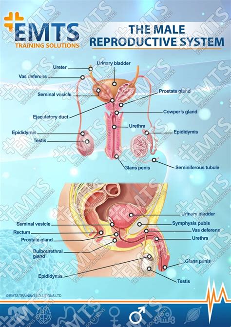 Male Reproductive System Anatomy Diagram