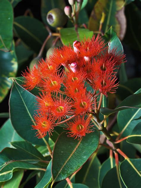 Flowering Corymbia ficifolia, Austins Ferry, Tasmania, Australia | Australian native flowers ...