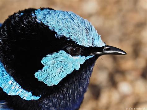 Male Superb Fairy-wren | BIRDS in BACKYARDS