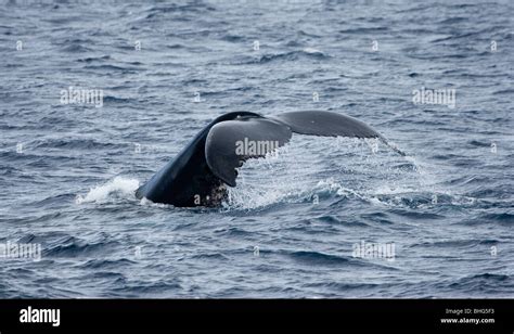 Behavior of Humpback whale Stock Photo - Alamy