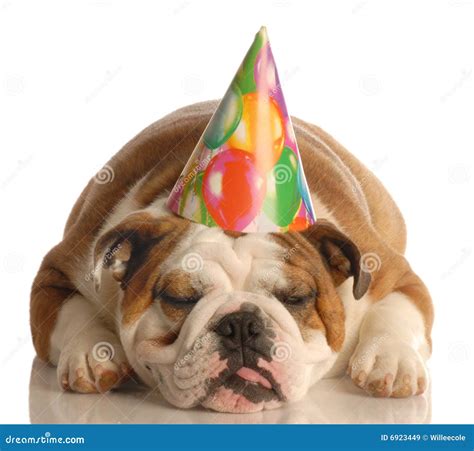 Dog Wearing Birthday Hat Royalty Free Stock Images - Image: 6923449