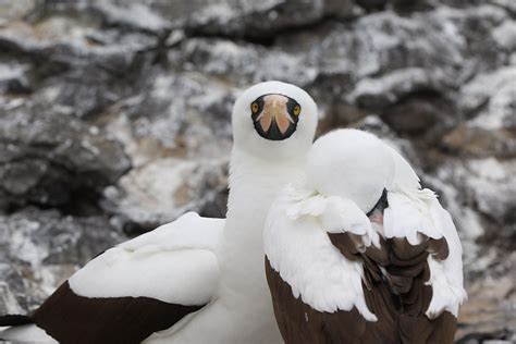 MALPELO ISLAND, COLOMBIA – PACÍFICO