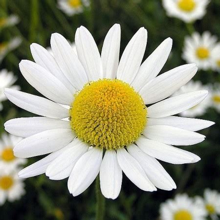 flowers for flower lovers.: chamomile flowers.