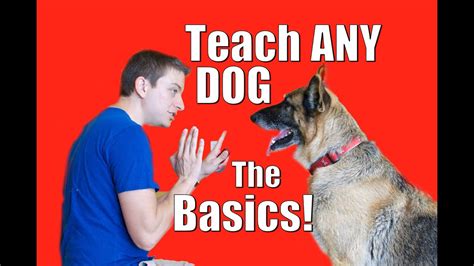 Dog Training 101: How to Train ANY DOG the Basics - MyDogsCorner