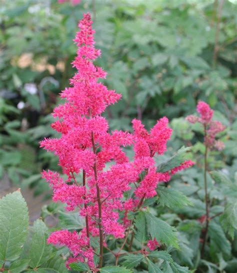 Astilbe Fanal Red at Warmbier Farms | Flowers, Perennials, Astilbe