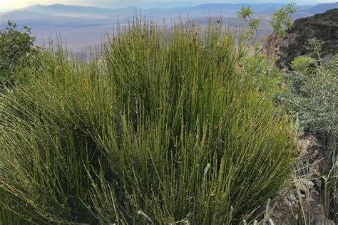 Mormon Tea - Grand Canyon-Parashant National Monument (U.S. National Park Service)