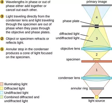 Dark Field Microscopy: What it is And How it Works » Microscope Club