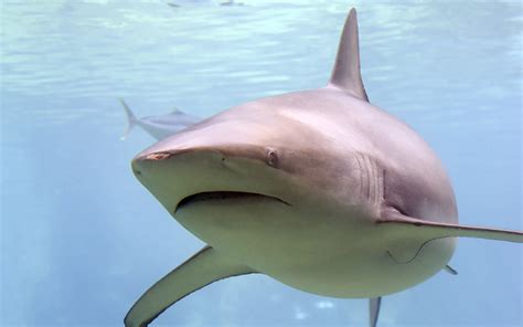 Shark Evolution - Shark Facts and Information