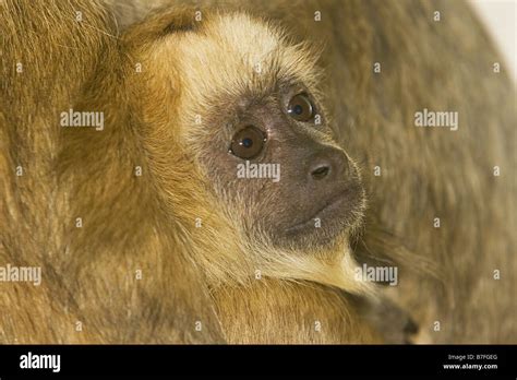 Baby Howler Monkey Stock Photo - Alamy