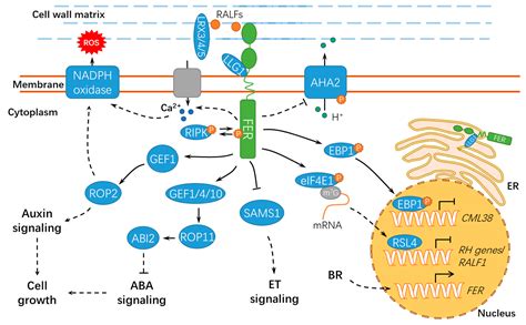 IJMS | Free Full-Text | Versatile Roles of the Receptor-Like Kinase Feronia in Plant Growth ...