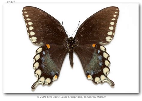 Papilio troilus fakahatcheensis ALLOTYPE ♀