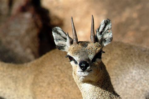 Tanzania 2006 - Klipspringer