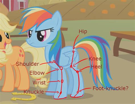 Thursday Weekly [Lesson] 6. Pony Anatomy : r/MLPdrawingschool