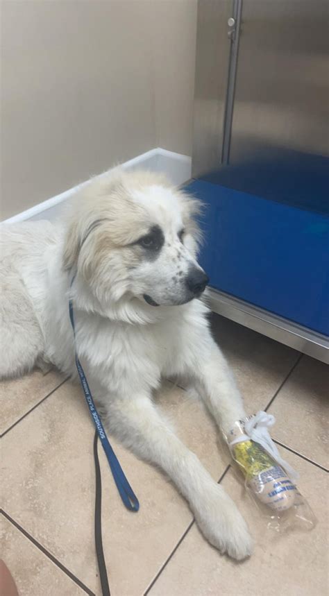 Update on dew claw injury: I think he hates me : r/greatpyrenees