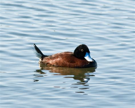 File:Blue-billed Duck male (1).jpg - Wikimedia Commons