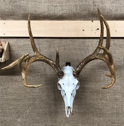 Found buck skull - HuntingNet.com Forums