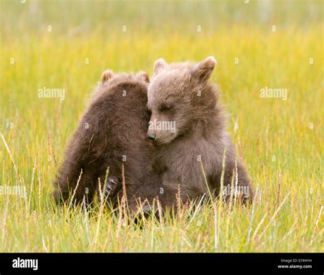 Alaskan Brown Bear Spring Cubs Stock Photo - Alamy